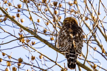 Perched Red Tail Hawk