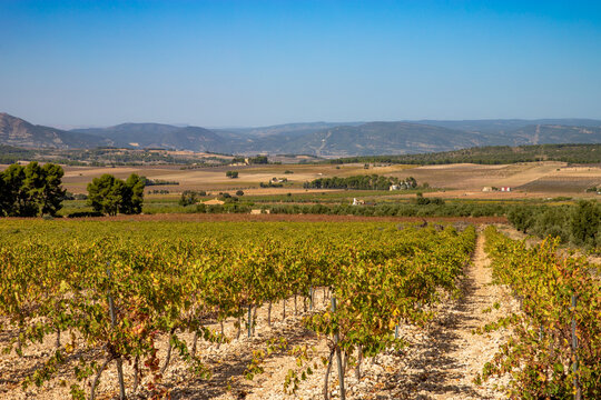 Vine field. Vineyard in autumn with color variations. Grapes for the production of Valencian wines.