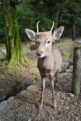 奈良公園の鹿　【奈良風景】