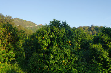 Orchards in eastern plain of Corsica island. San-Nicolao village 