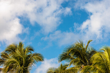 Fototapeta na wymiar Palm trees moving in the wind of a partly cloudy blue sky in the Caribbean