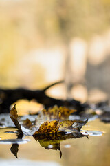 herbstliche Natur