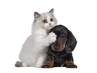 Cute Ragdoll cat kitten and Dachshund aka teckel dog pup, playing together facing front. Looking...