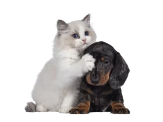 Zelfklevend Fotobehang Cute Ragdoll cat kitten and Dachshund aka teckel dog pup, playing together facing front. Looking towards camera. Isolated cutout on transparent background. © Nynke