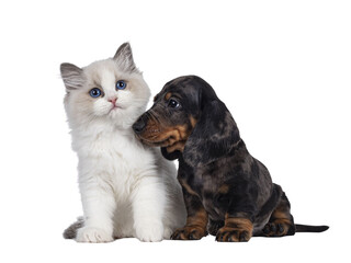 Cute Ragdoll cat kitten and Dachshund aka teckel dog pup, sitting together facing front. Looking...