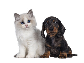 Cute Ragdoll cat kitten and Dachshund aka teckel dog pup, sitting together facing front. Looking...
