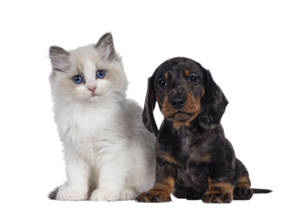 Cute Ragdoll cat kitten and Dachshund aka teckel dog pup, sitting together facing front. Looking towards camera. Isolated cutout on transparent background.