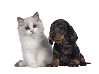 Cute Ragdoll cat kitten and Dachshund aka teckel dog pup, sitting together facing front. Looking towards camera. Isolated cutout on transparent background.
