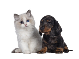 Cute Ragdoll cat kitten and Dachshund aka teckel dog pup, sitting together facing front. Looking towards camera. Isolated cutout on transparent background.
