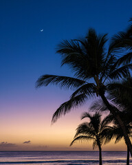 Fototapeta na wymiar silhouette of palm trees in the sunset sky of the Caribbean