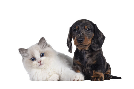Cute Ragdoll cat kitten and Dachshund aka teckel dog pup, sitting and laying together. Looking towards camera. Isolated cutout on transparent background.
