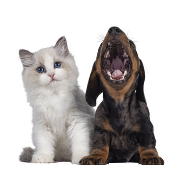 Cute Ragdoll cat kitten and Dachshund aka teckel dog pup, sitting and laying together. Looking towards camera and dog mouth wide open. Isolated cutout on transparent background.