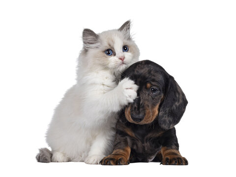 Cute Ragdoll cat kitten and Dachshund aka teckel dog pup, playing together facing front. Looking towards camera. Isolated cutout on transparent background.