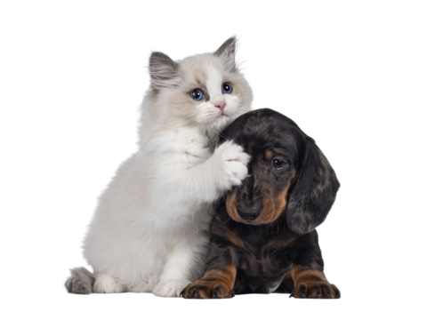 Cute Ragdoll cat kitten and Dachshund aka teckel dog pup, playing together facing front. Looking towards camera. Isolated cutout on transparent background. - Powered by Adobe