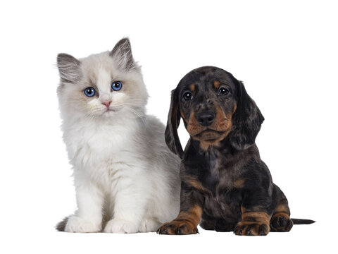 Cute Ragdoll cat kitten and Dachshund aka teckel dog pup, sitting together facing front. Looking towards camera. Isolated cutout on transparent background.