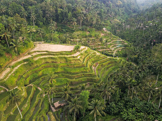 Tegallalang Rice Terraces, Ubud, Bali, Indonesia. Top view drone shot of cascading rice fields. Scenic view of the nature of Indonesia. Beauty of nature. Attractions Bali.