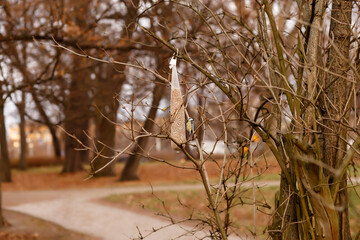 in a city park, a small bird eats grain from a feeder. Care of people about birds in the cold season. tits in the city. urban spring landscape.