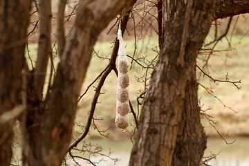 feeding urban birds in the park. A net with bird food hangs on a tree. Wintering of birds in the city.