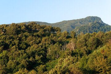 Fototapeta na wymiar Chestnuts forest in Upper Corsica mountain. Sant'Andréa-di-Cotone village