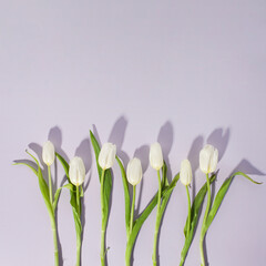 White tulip flowers pattern on light purple background. Simple square flat lay composition with harsh light and shadows.