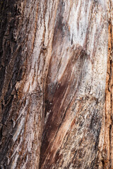 old willow tree trunk with bark closeup