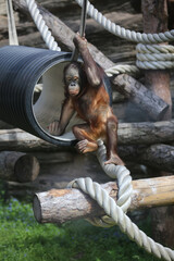 Baby orangutan plays at the zoo