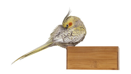 Female Cockatiel bird aka Nymphicus hollandicus, sitting side ways on edge of wooden box. Isolated...