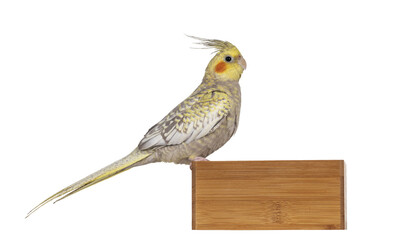 Female Cockatiel bird aka Nymphicus hollandicus, sitting side ways on edge of wooden box. Isolated cutout on transparent background.