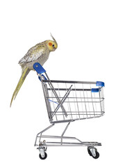 Female Cockatiel bird aka Nymphicus hollandicus, sitting side ways on handle of mini shopping cart....