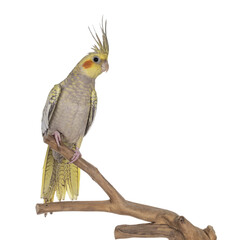Female Cockatiel bird aka Nymphicus hollandicus, sitting side ways on wooden branch. Isolated cutout on transparent background.Crest up. © Nynke