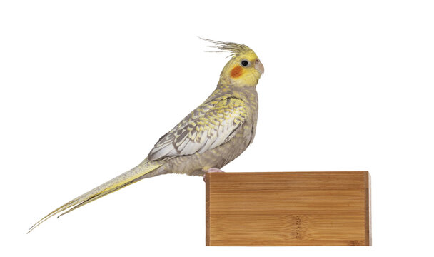 Female Cockatiel bird aka Nymphicus hollandicus, sitting side ways on edge of wooden box. Isolated cutout on transparent background.