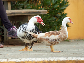 Domestic Muscovy Duck. Cairina moschata     