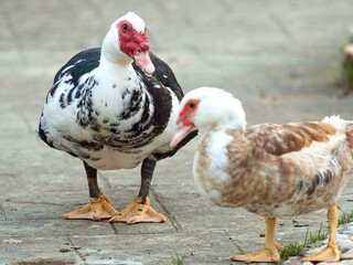 Domestic Muscovy Duck. Cairina moschata     
