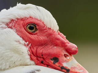 Domestic Muscovy Duck. Cairina moschata     