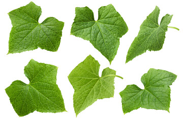 Cucumber leaf isolated on white background, full depth of field, clipping path