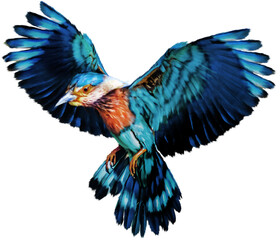 Bird Coracias benghalensis European roller drawn watercolor digital painting blue coloring