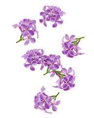Falling lilac flower isolated on white background, full depth of field, clipping path