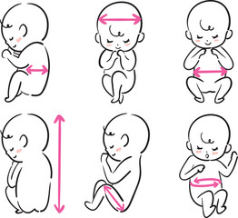 胎児のサイズの計測セット