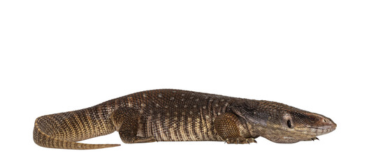 Side view of young Savannah Monitor aka Varanus exanthematicus lizard. Isolated cutout on transparent background.