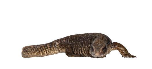 Side view of young Savannah Monitor aka Varanus exanthematicus lizard. Looking straight to camera showing both eyes. Isolated cutout on transparent background.