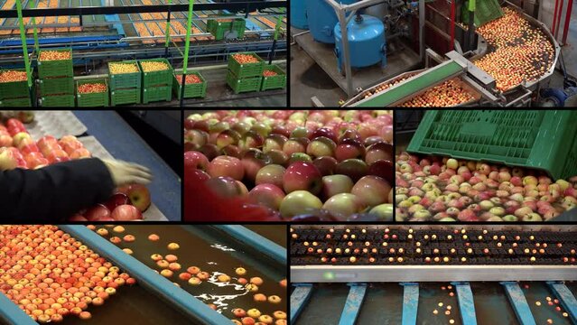 Apple Production and Post-Harvest Management of Apples - Conceptual Multi Screen Video. Apple Washing, Sorting, Grading and Packing Line. Fruit Packing House Interior. Fruit Processing Technology.