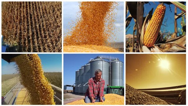 Global Corn Production and Trade. Global Shipping Industry. Grain Bulk Carrier Vessel Being Loaded With Cereals. Corn Production. Combine Harvester Unloading Grain into Tractor Trailer.