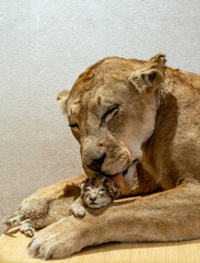 Trento, Italy - October 24th 2020: 
MUSE, Science Museum. 
Shooting a lion. A museum dedicated to nature, the mountains, technology and sustainability, housed within the architecture of Renzo Piano.