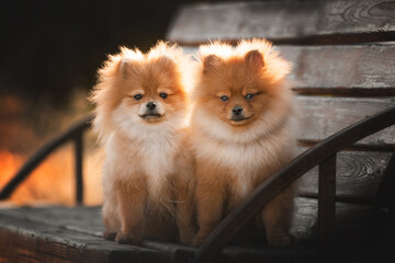 Two Pomeranian Spitzes sitting on a bench in the park
