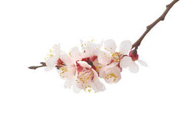Almond tree white pink flowers with branches in PNG isolated on transparent background