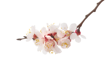 Almond tree white pink flowers with branches in PNG isolated on transparent background