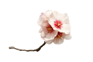 Almond tree white pink flowers with branches in PNG isolated on transparent background