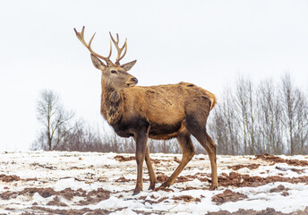 Beautiful male adult red deer, stag or hart, with big horn walking free in a field with snow, dry grass and moss in a cold winter day