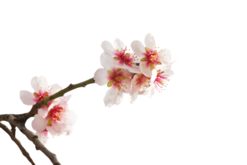 Almond tree white pink flowers with branches in PNG isolated on transparent background