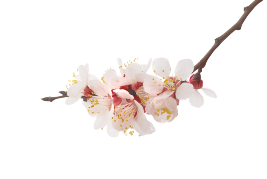 Almond tree white pink flowers with branches in PNG isolated on transparent background